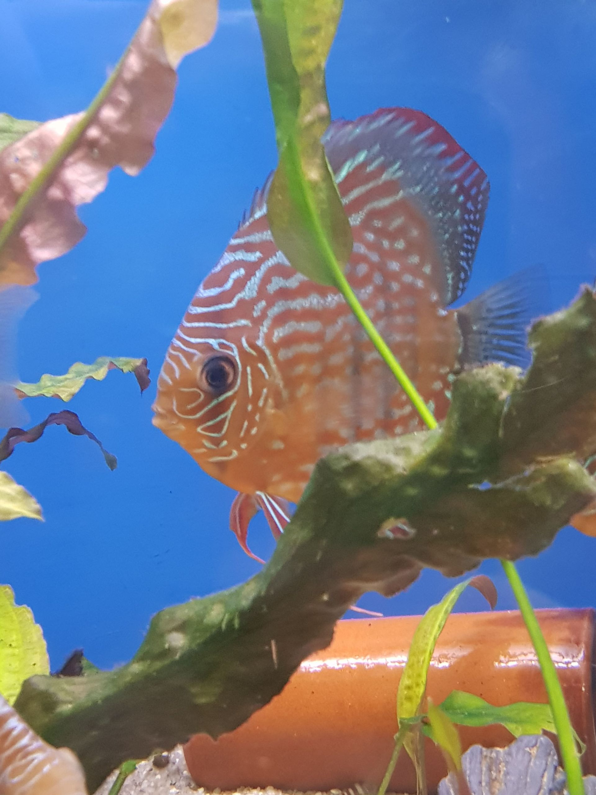 Fische kaufen - Aquaristik Utzinger in Affeltrangen