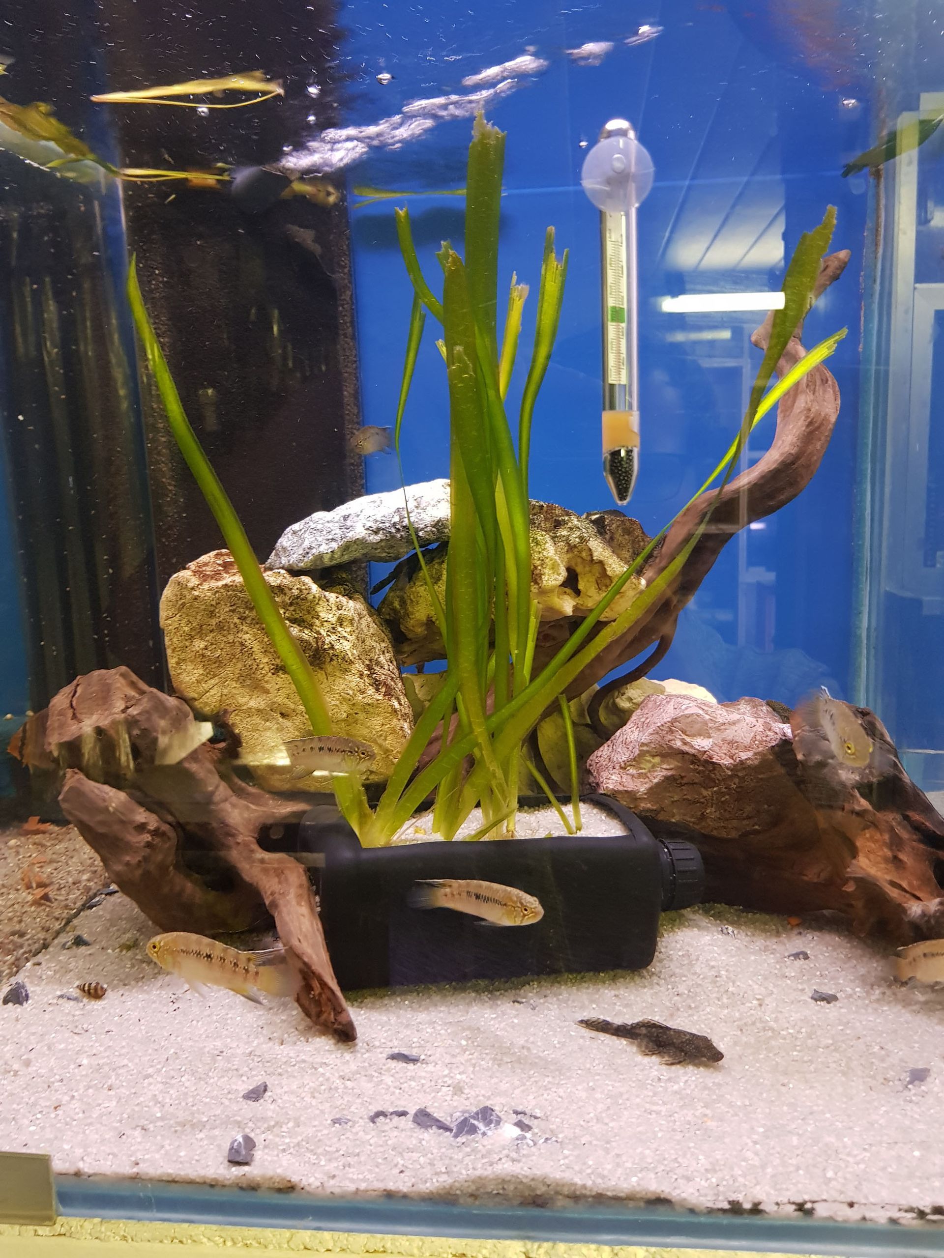 Aquarium auf Mass - Aquaristik Utzinger in Affeltrangen