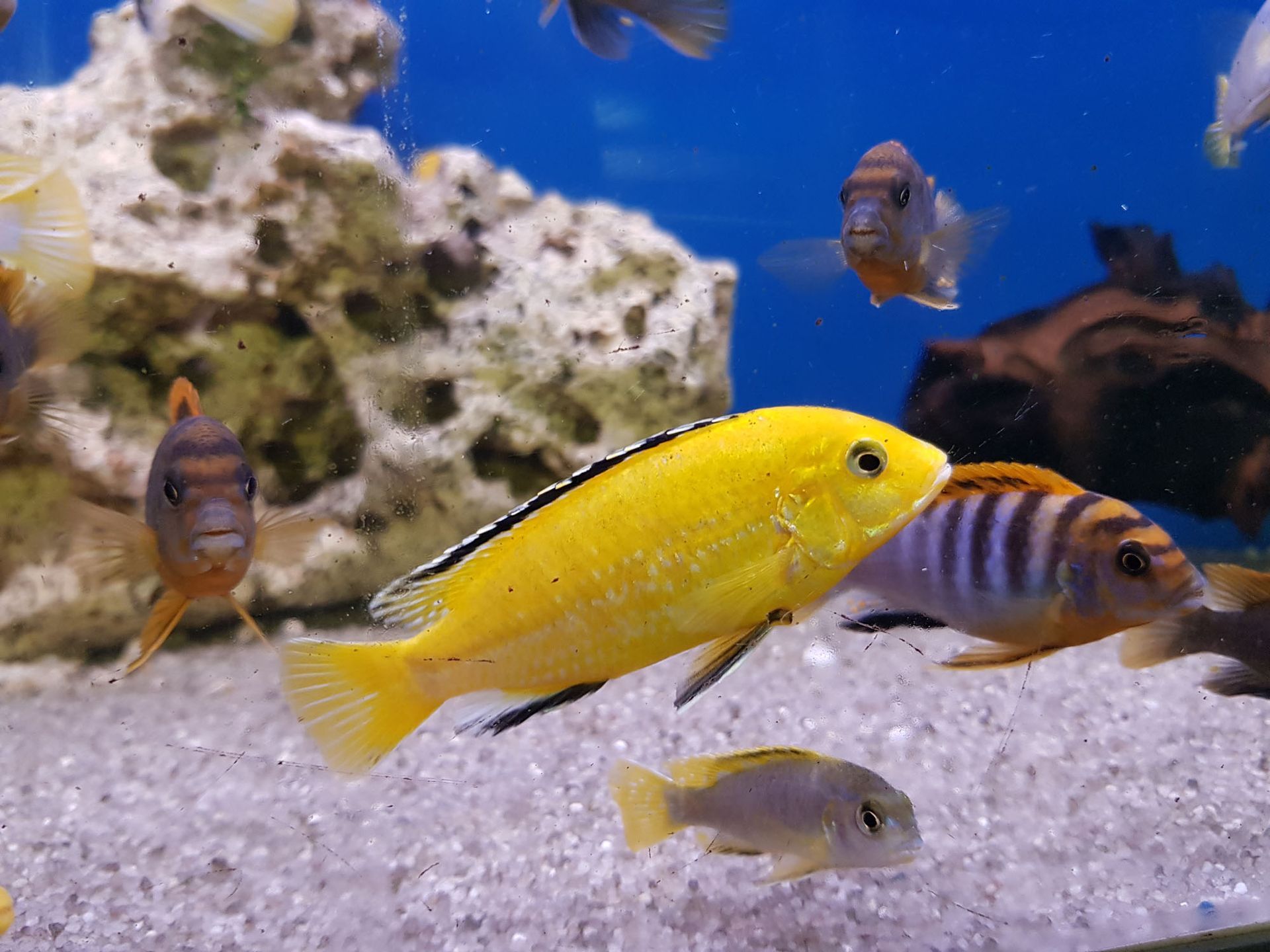 Aquaristiksortiment - Aquaristik Utzinger in Affeltrangen