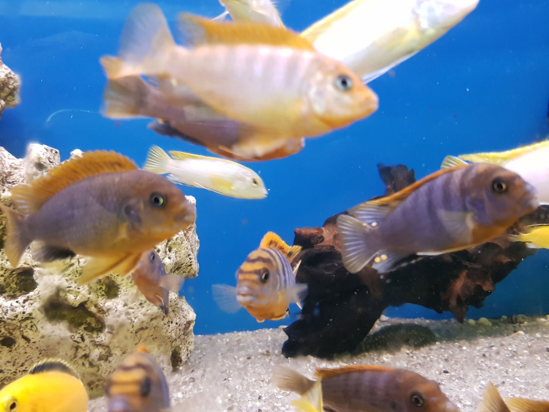 Fisch Haustier kaufen - Aquaristik Utzinger in Affeltrangen