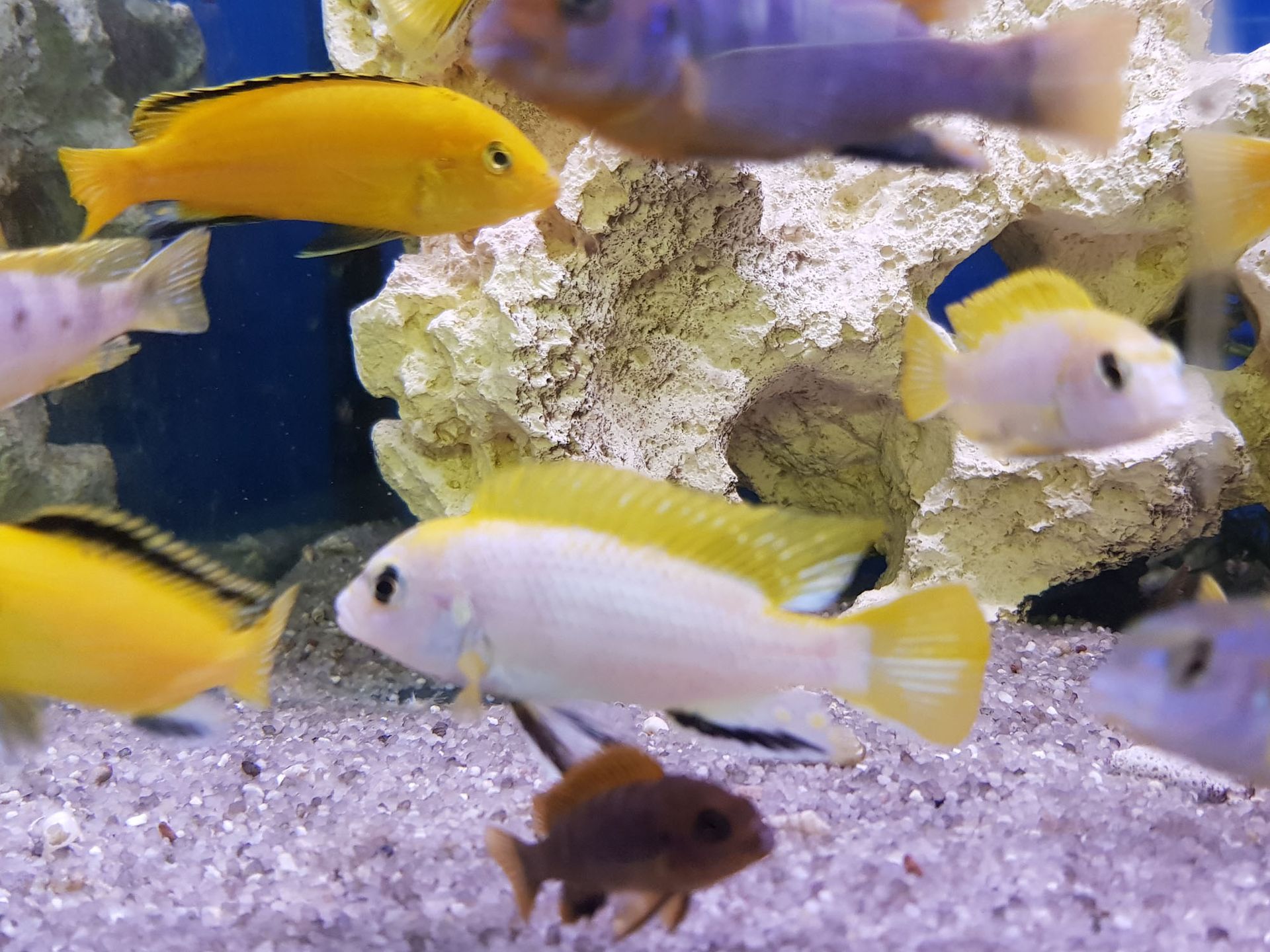 Zierfische kaufen - Aquaristik Utzinger in Affeltrangen