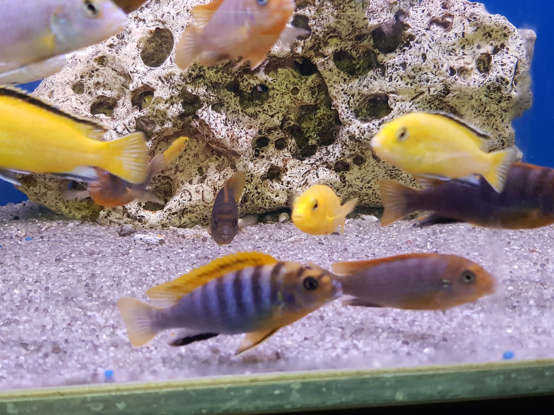 Fische kaufen - Aquaristik Utzinger in Affeltrangen