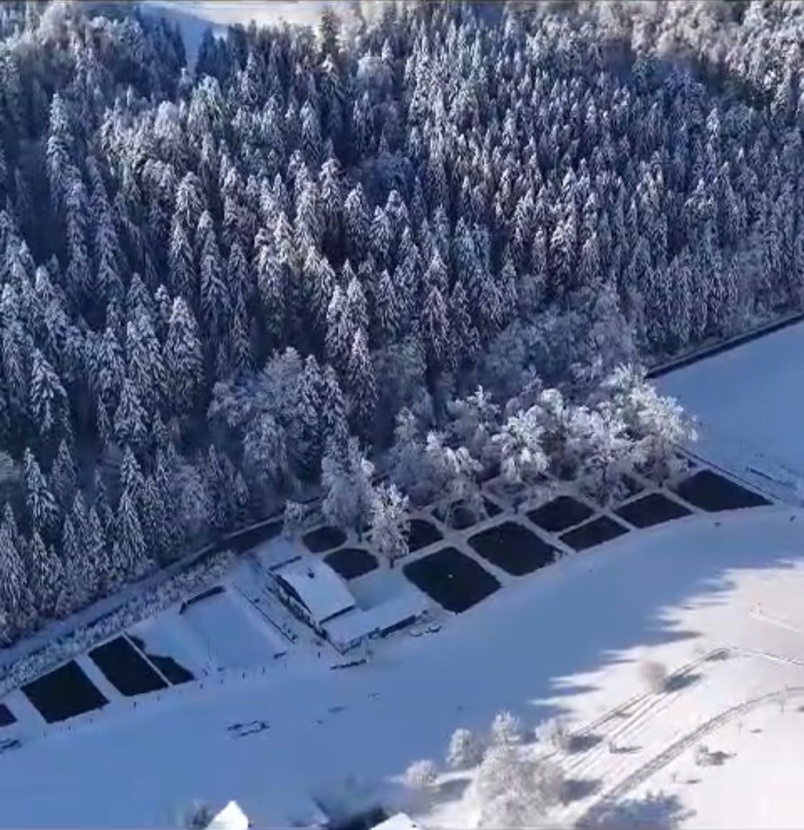 Eine Luftaufnahme eines verschneiten Waldes mit schneebedeckten Bäumen