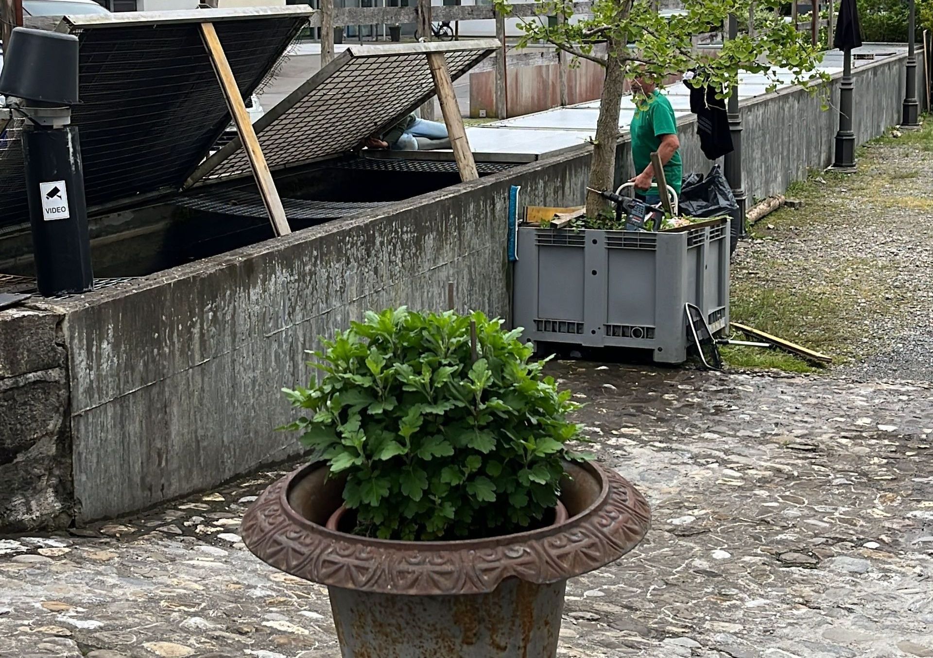 Ein Mann in einem grünen Hemd steht neben einem Pflanzgefäß mit einer Pflanze darin