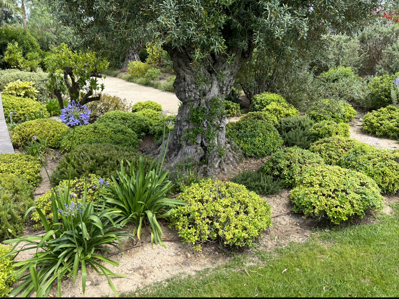 Des massifs et des buissons
