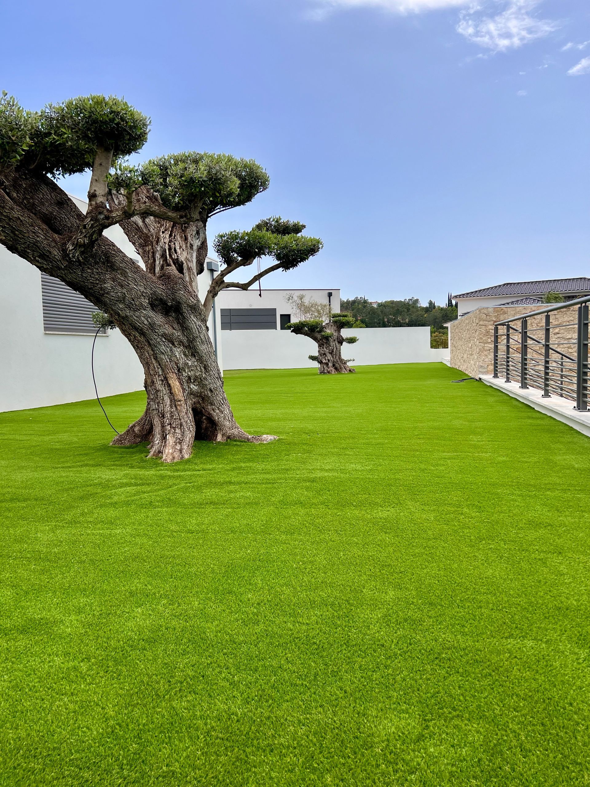 Deux grands bonsaïs sur de la fausse pelouse