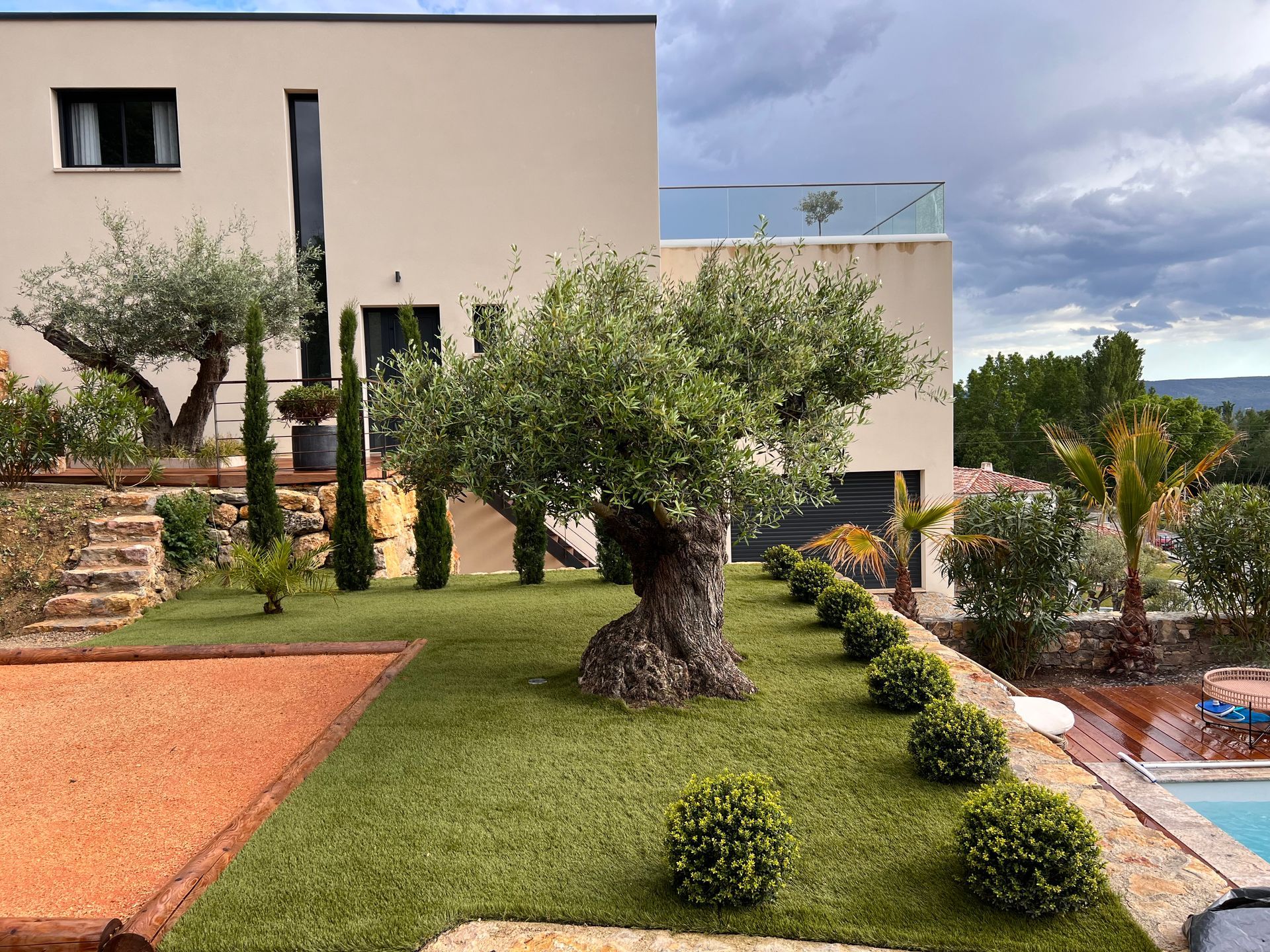 Un olivier dans un jardin bien rangé