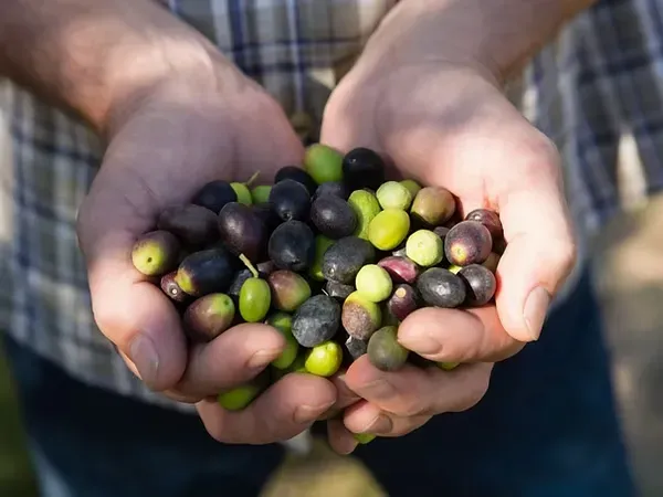 Mãos em concha segurando uma mistura de azeitonas pretas maduras e azeitonas verdes ainda verdes.