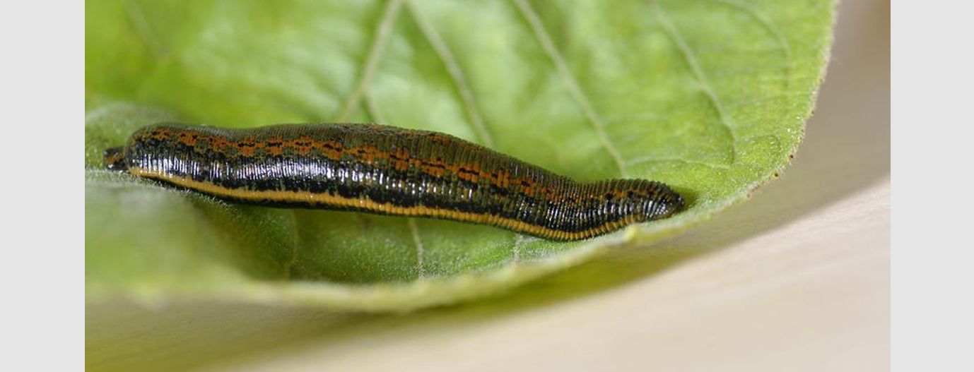 Medizinischer Blutegel auf einem grünen Blatt
