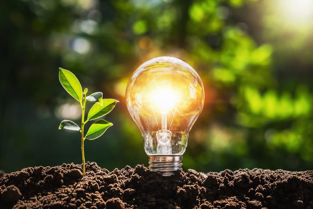 Petit plant vert à côté d'une ampoule allumée dans la terre, symbolisant l'innovation écologique