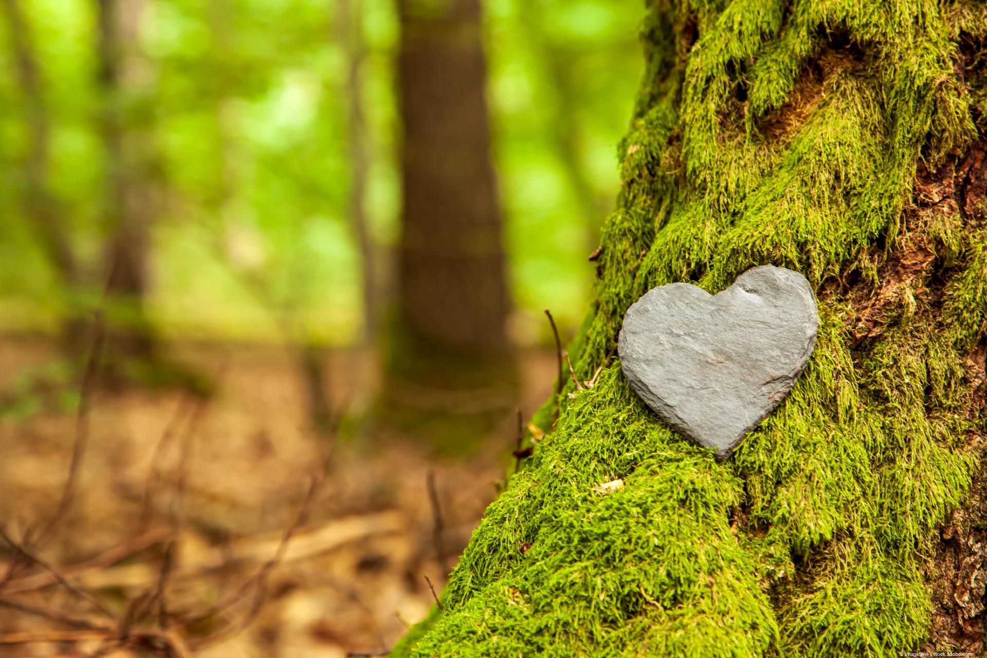 Herzstein an Baum – Symbol für Liebe und Erinnerung in der Natur