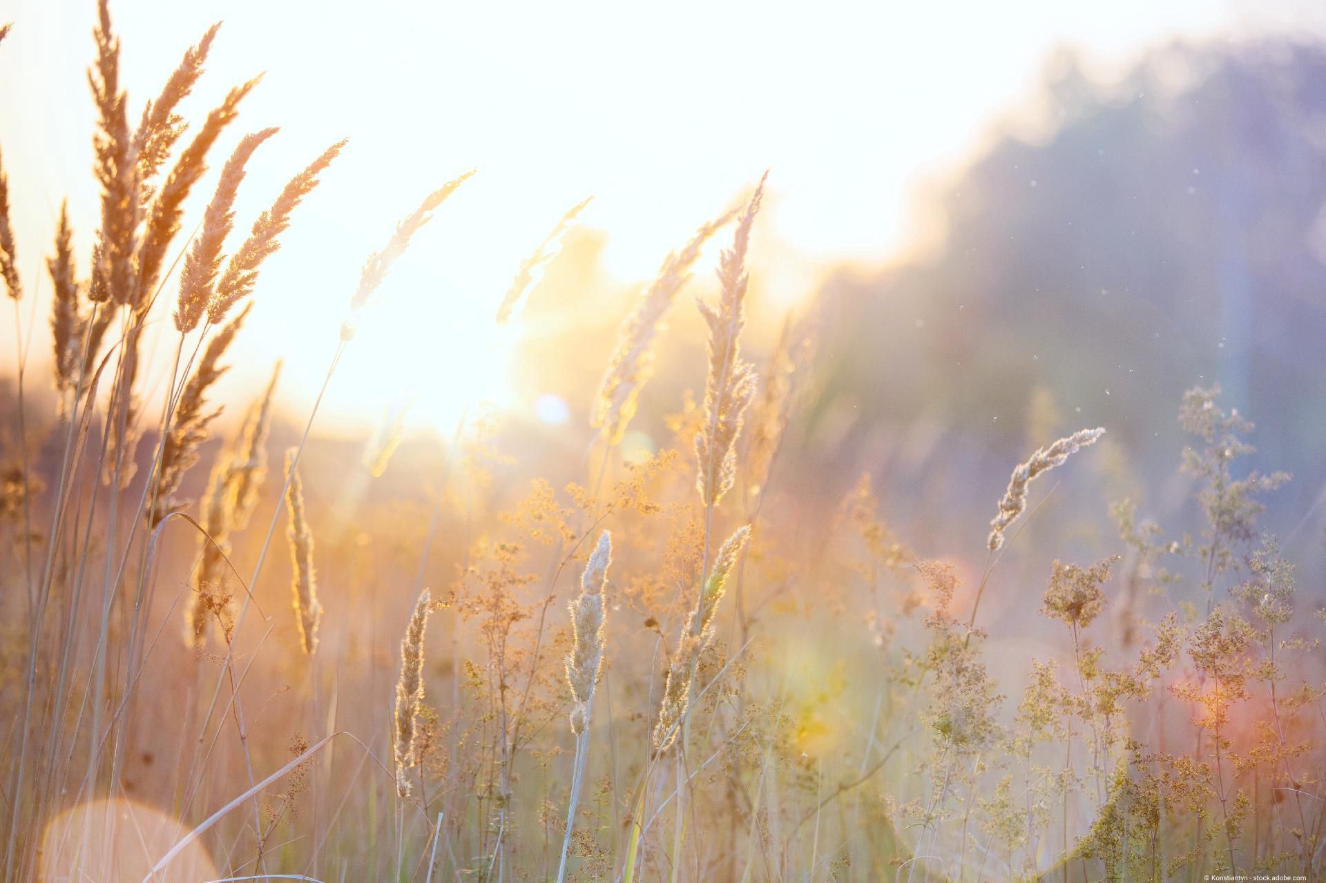 Goldenes Gras im Sonnenlicht – Symbol für Hoffnung und Neubeginn