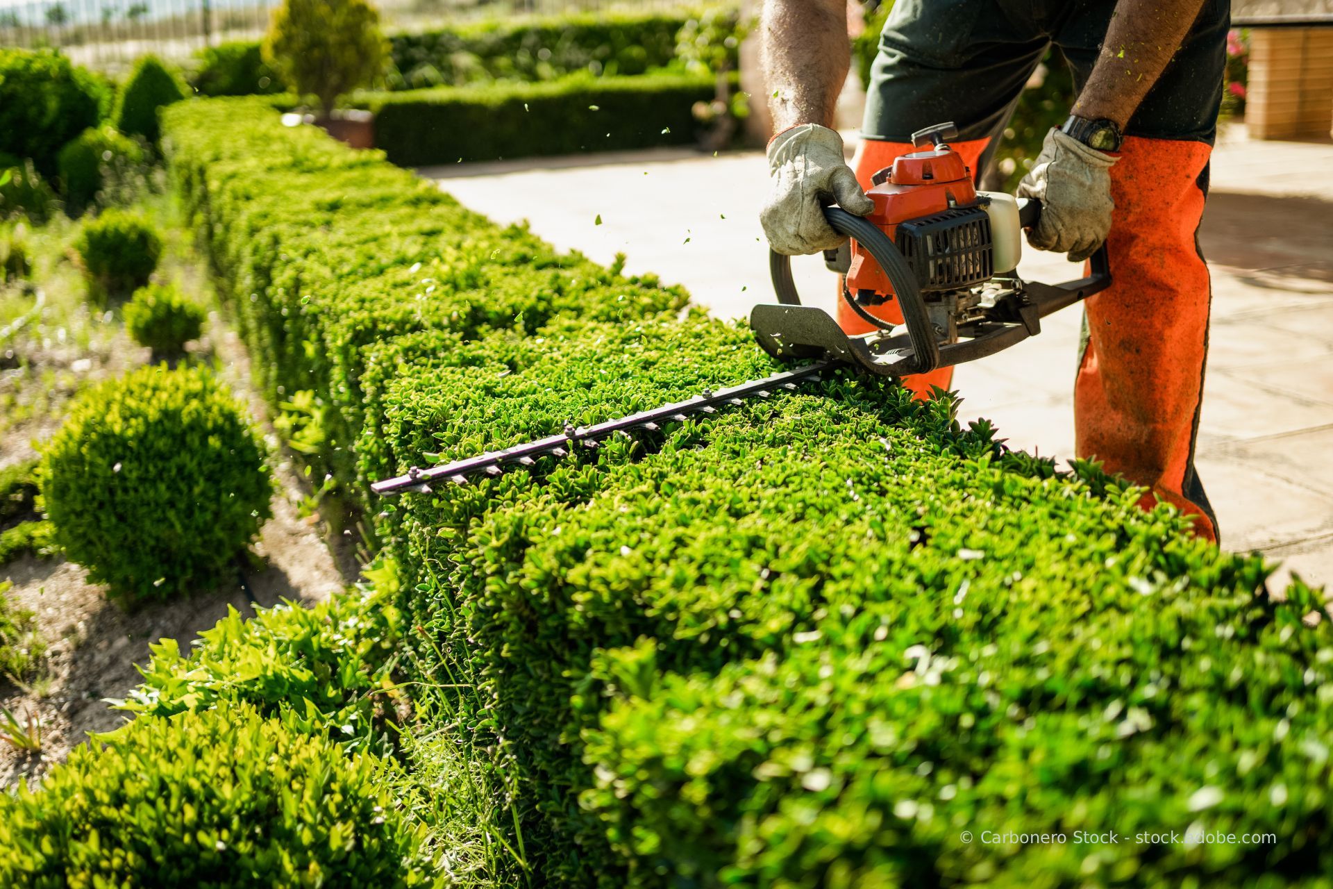 Ein Gärtner stutzt mit einer Heckenschere leuchtend grüne Hecken in einem angelegten Garten.