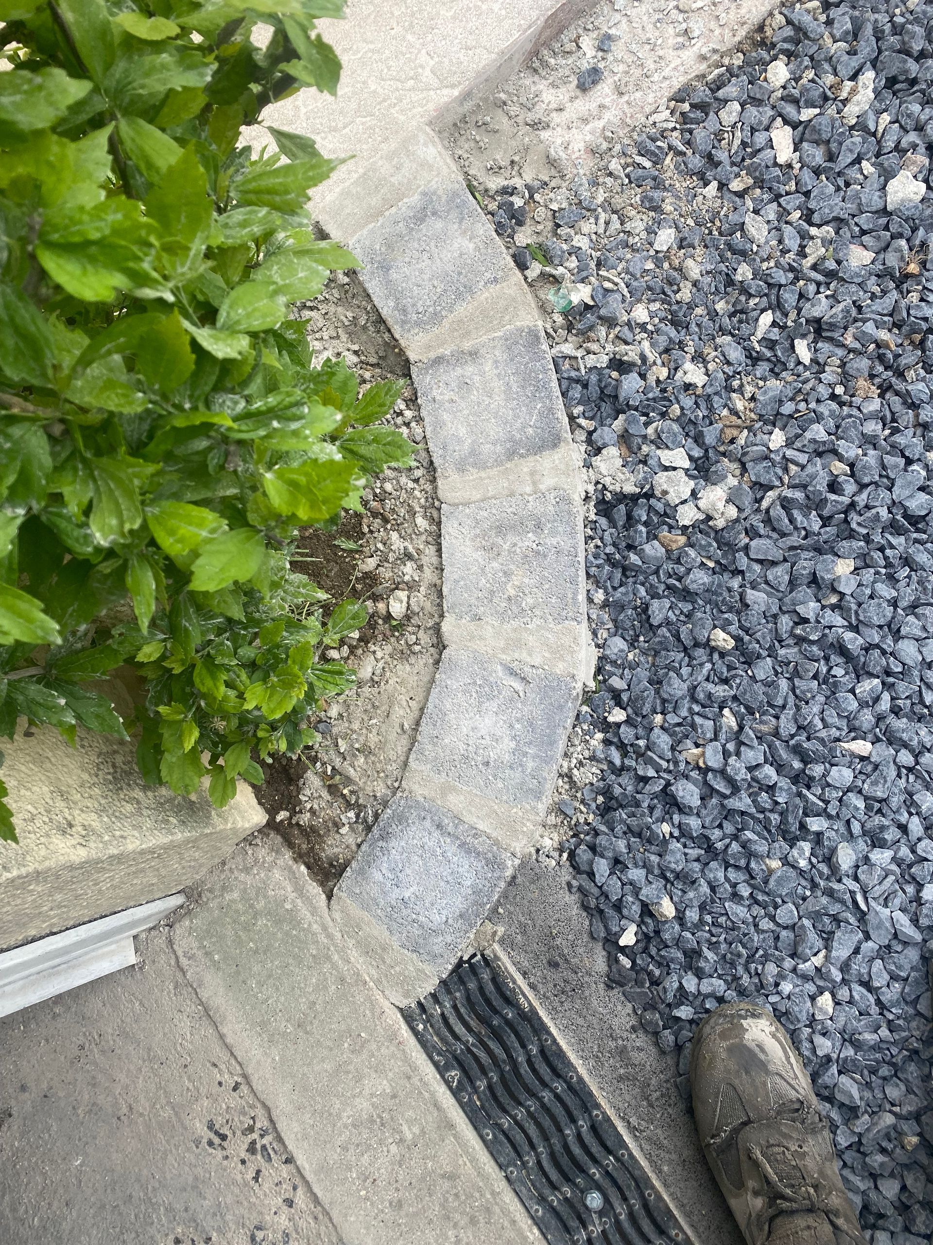 Une plante avec une bordure