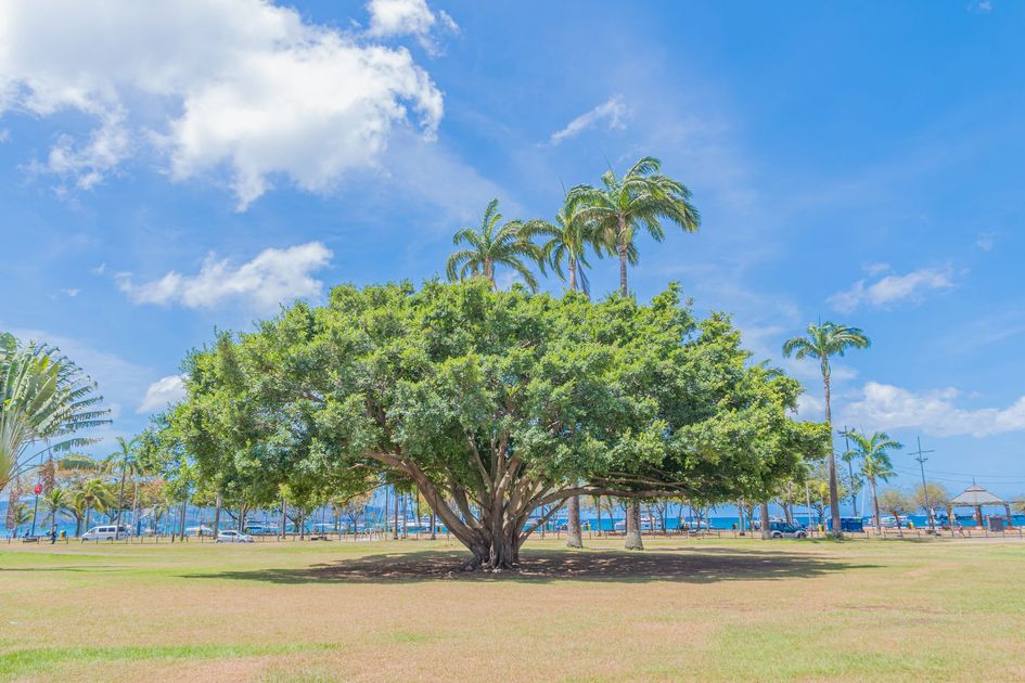 Arbres de Martinique