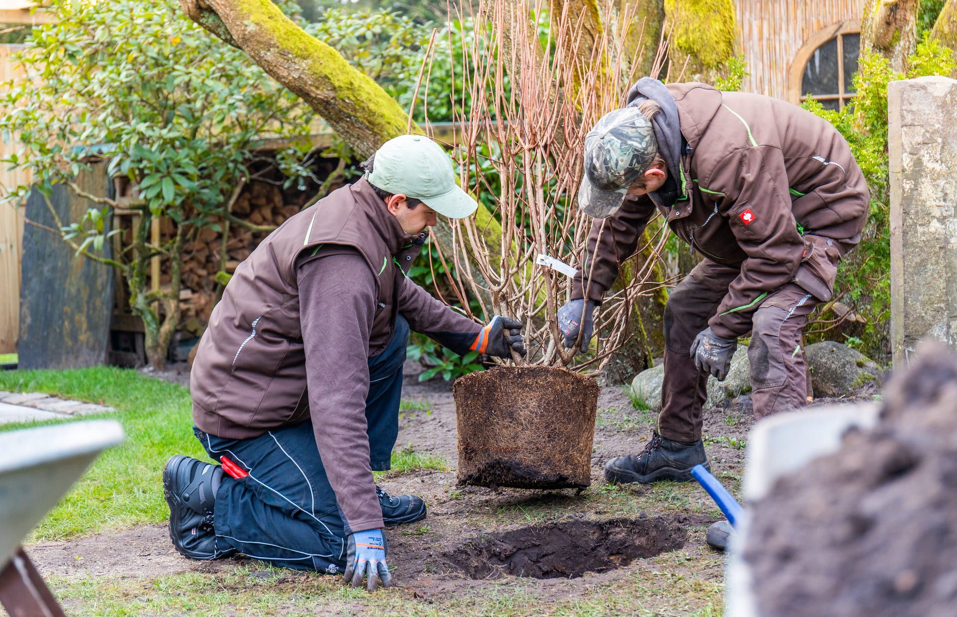 Zwei Männer pflanzen einen Baum in einem Garten.