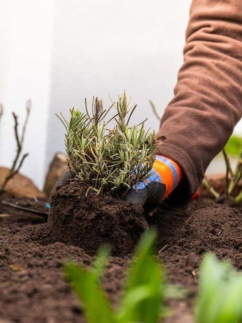 Eine Person pflanzt eine Pflanze in die Erde.