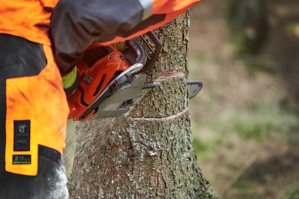 Eine Person fällt mit einer Kettensäge einen Baum.