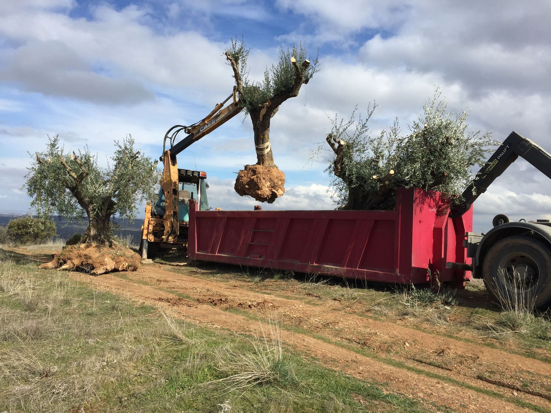 Un tractor con grúa carga olivos en un camión volquete rojo en un campo bajo un cielo nublado.