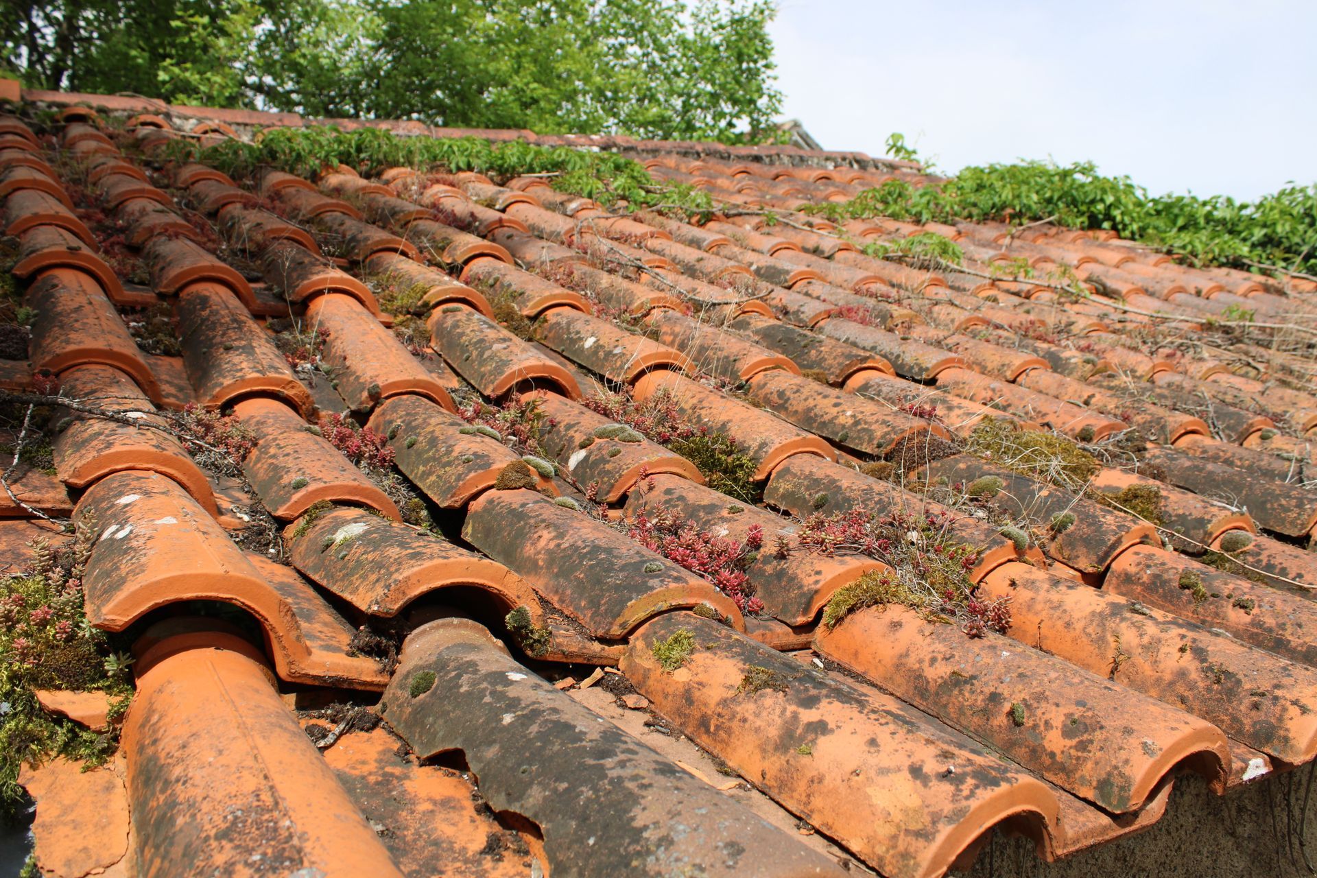Toit de tuiles en terre cuite recouvert de mousse et de petites plantes.