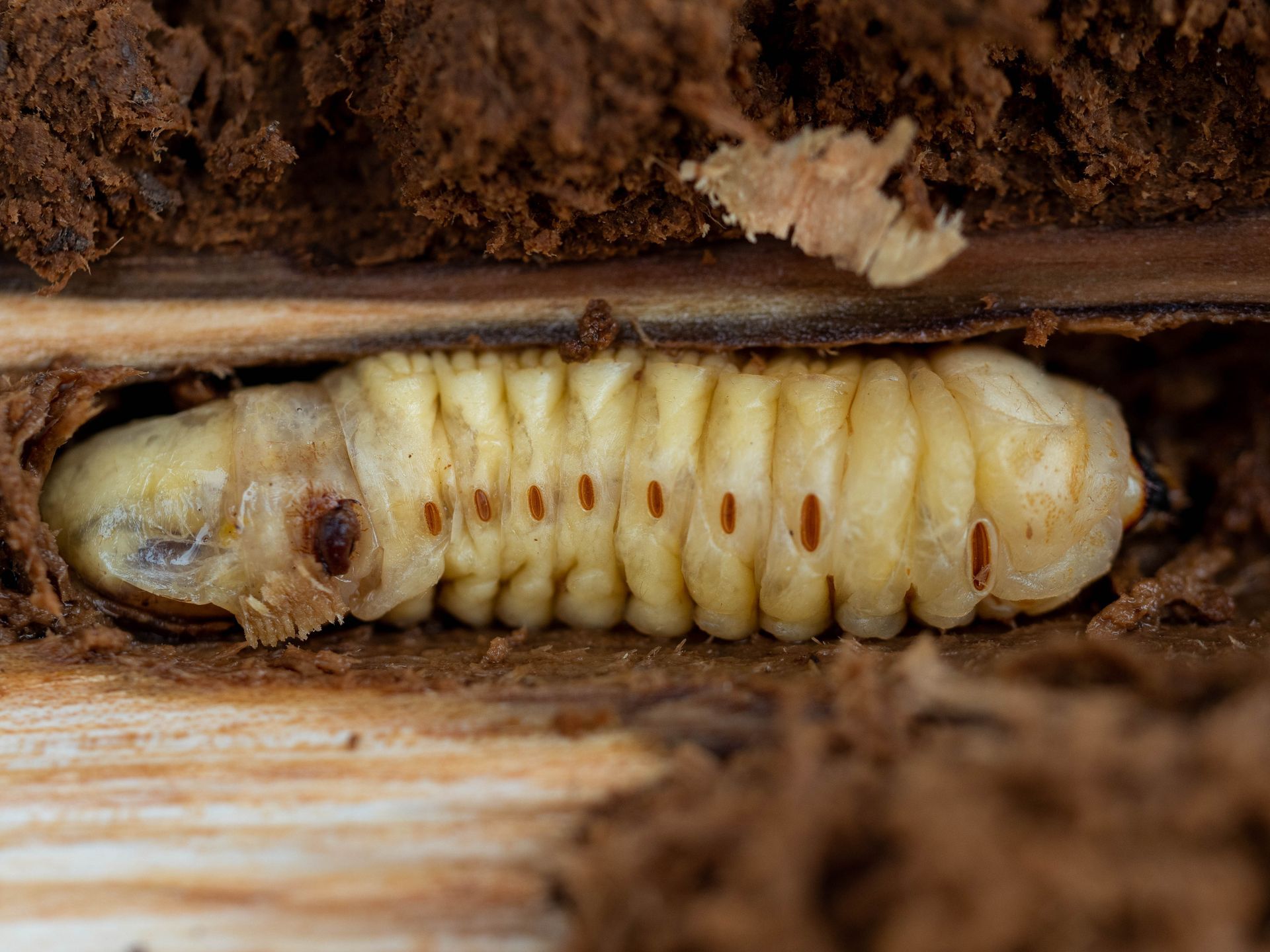 Larve de couleur crème, au corps segmenté et tacheté de brun, dans une cavité en bois.