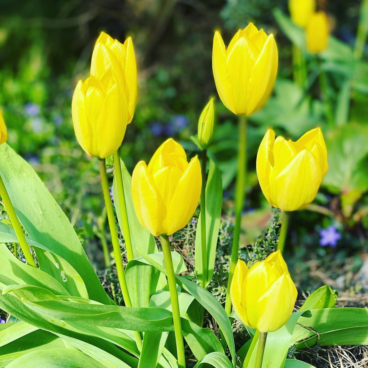 Gartenpflege & Bepflanzungen - Demiri Gartenbau GmbH - Dübendorf