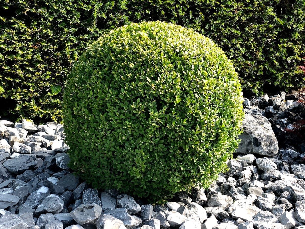 Gartenpflege & Bepflanzungen - Demiri Gartenbau GmbH - Dübendorf