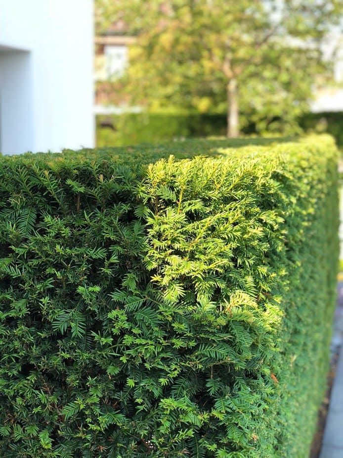 Gartenpflege & Bepflanzungen - Demiri Gartenbau GmbH - Dübendorf