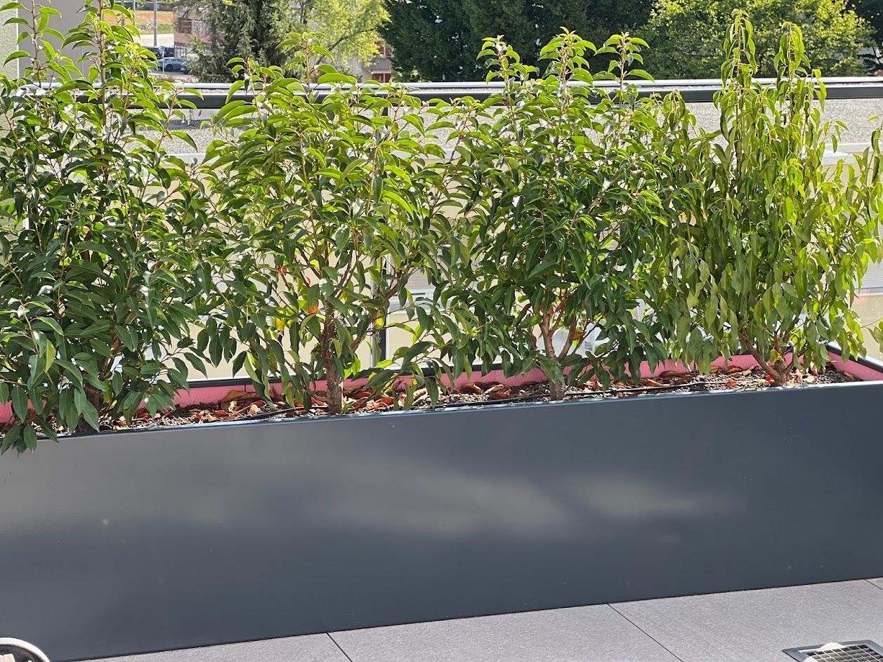 Gartenpflege & Bepflanzungen - Demiri Gartenbau GmbH - Dübendorf