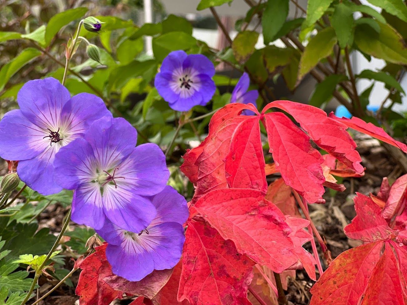Gartenpflege & Bepflanzungen - Demiri Gartenbau GmbH - Dübendorf