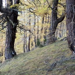 Balade automnale en compagnie de vieux mélèzes