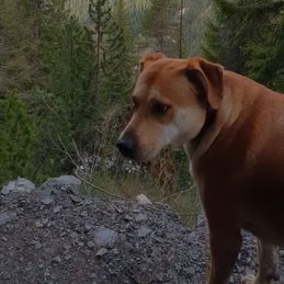 Balade en montagne avec votre fidèle ami