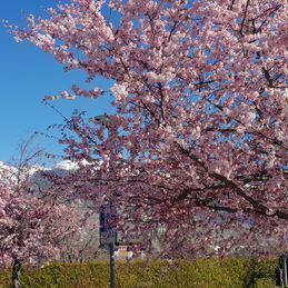 Balade printanière avec vue sur les pistes
