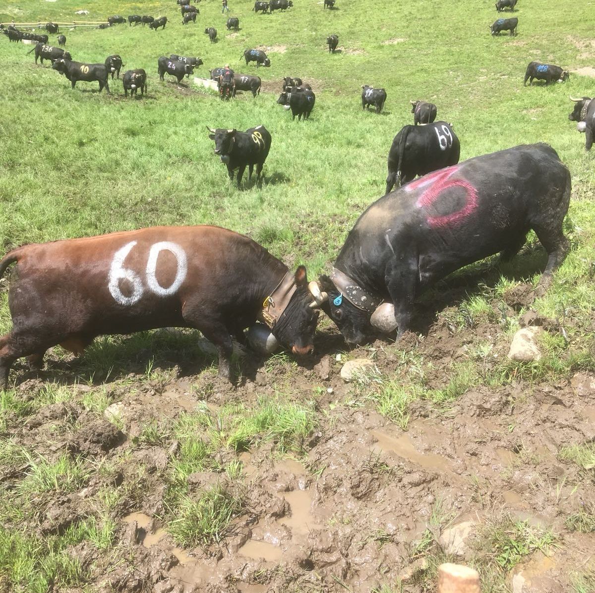 Participation au match de reines