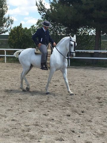 Jinete sobre un caballo blanco en una pista al aire libre, con árboles y una valla al fondo.