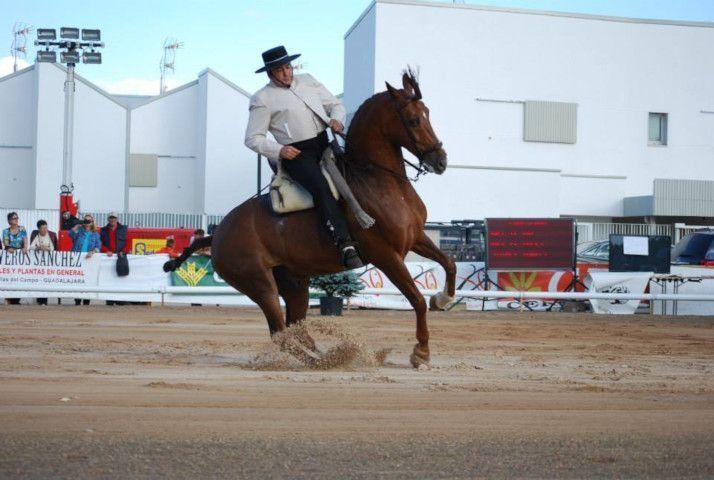 Vaquero montando un caballo marrón encabritado en una pista cubierta.
