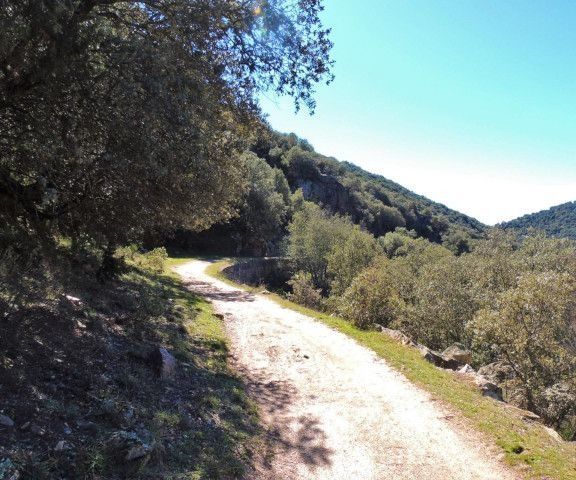 Sendero de tierra bañado por el sol que serpentea entre verdes colinas y árboles bajo un cielo azul claro.