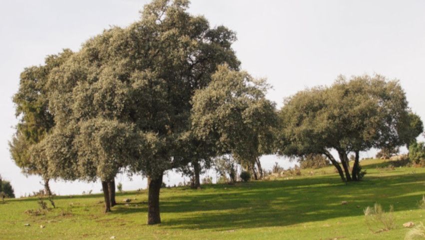 Campo de hierba con varios árboles grandes y frondosos bajo un cielo despejado.