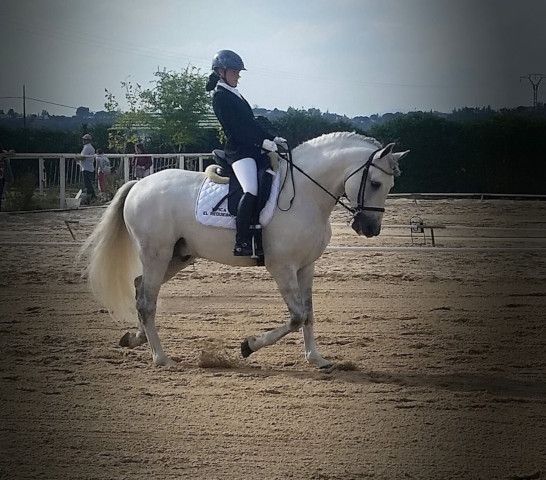 Jinete con atuendo formal sobre un caballo blanco en una pista de equitación arenosa.