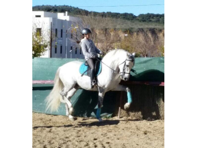 Persona montando un caballo blanco en una pista al aire libre, con obstáculos y un edificio al fondo.