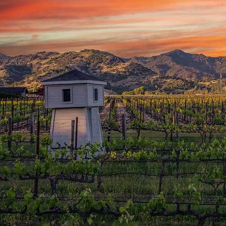 View of Chateau De Vie Vineyard at dusk, rows of vines with a view of the hills of Napa Valley.