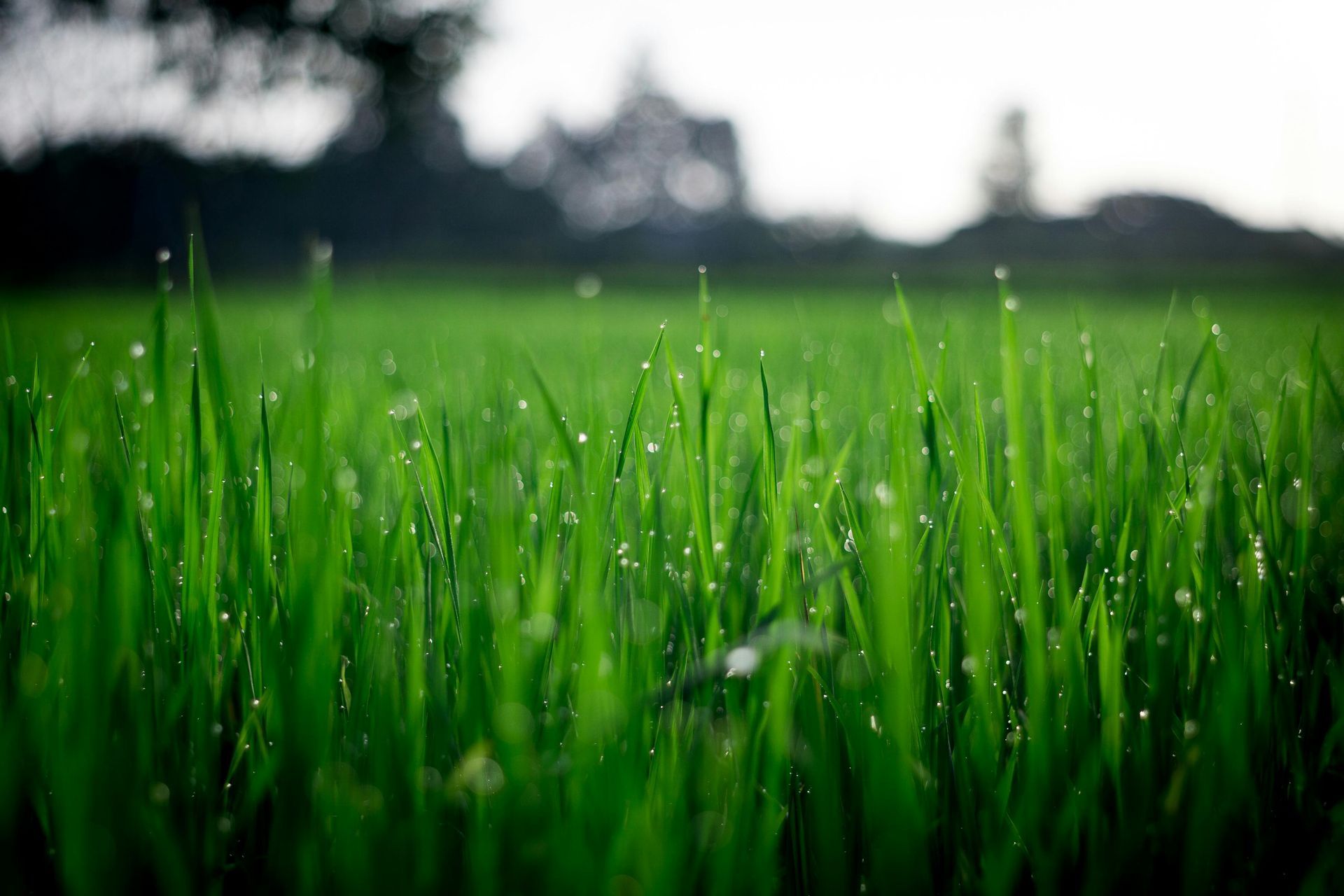 Primer plano de hojas de hierba verde vibrante con pequeñas gotas de agua, sobre un fondo borroso y lleno de luz.