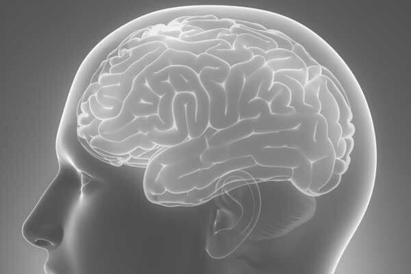 Cabeça com o cérebro translúcido visível, mostrando as dobras do córtex cerebral.