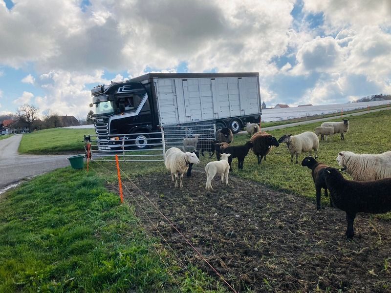Eine Gruppe Schafe steht auf einer Weide vor einem Lastwagen. Foto von der Rösch Tiertransporte GmbH