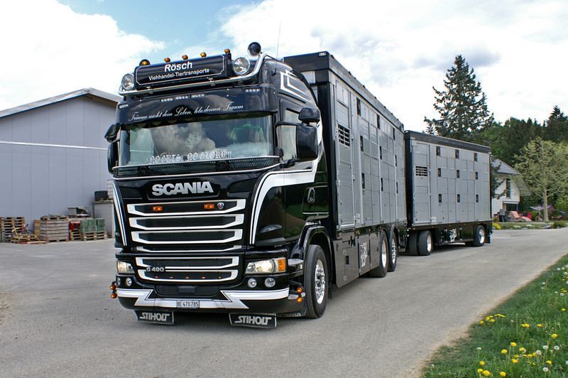 Ein schwarzer Scania-Truck fährt eine Strasse entlang. Foto von der Rösch Tiertransporte GmbH