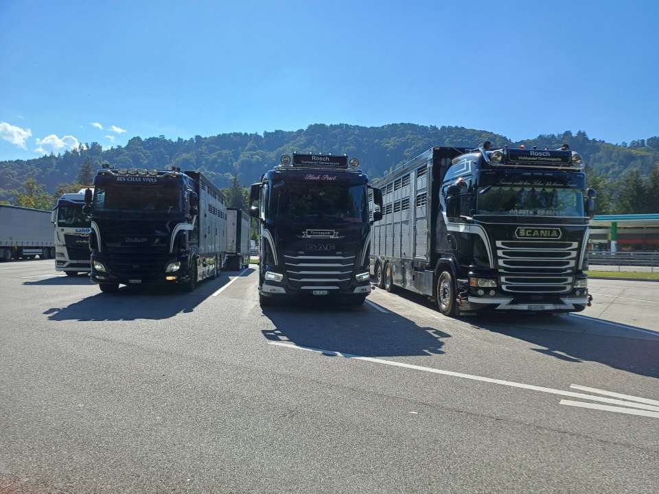 Eine Reihe schwarzer Lastwagen stehen auf einem Parkplatz. Foto von der Rösch Tiertransporte GmbH