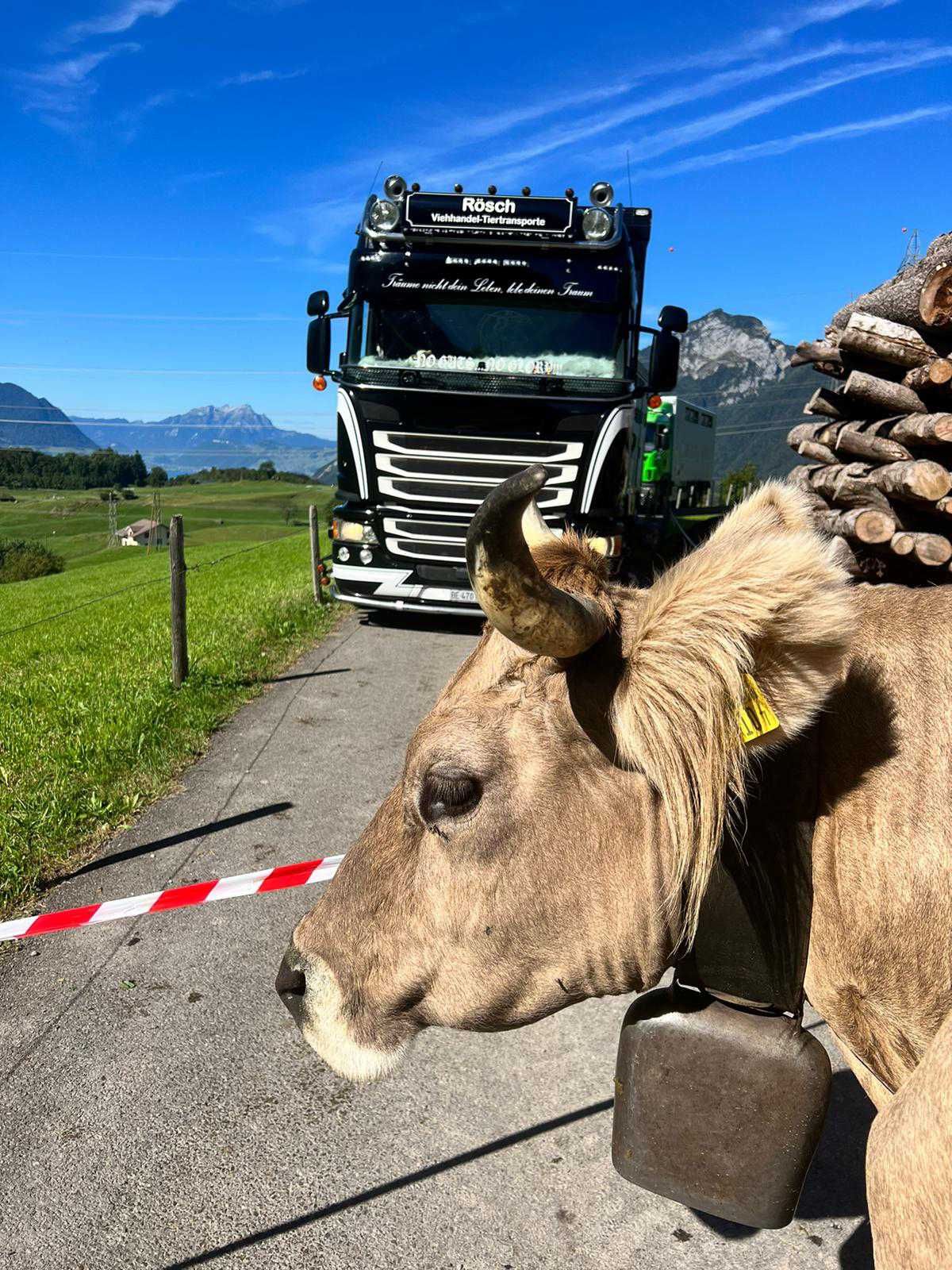 Eine Kuh mit einer Glocke um den Hals steht vor einem Lastwagen. Foto von der Rösch Tiertransporte GmbH