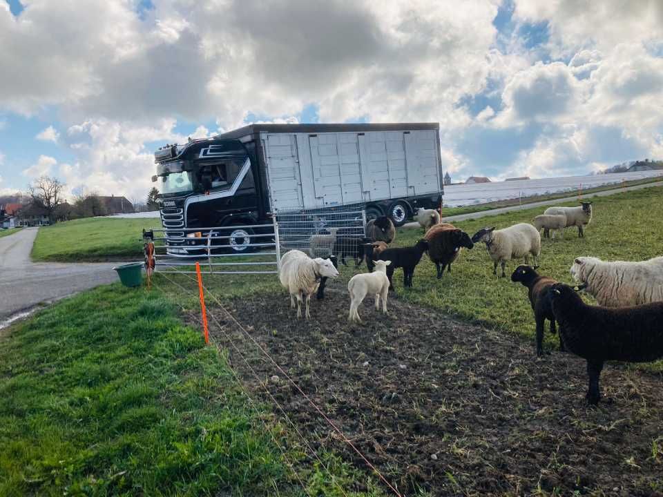 Eine Gruppe Schafe steht vor einem Lastwagen. Foto von der Rösch Tiertransporte GmbH
