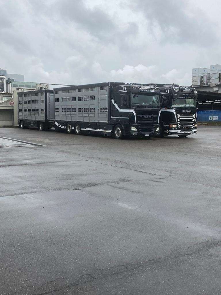 Zwei Sattelschlepper stehen an einem bewölkten Tag auf einem Parkplatz. Foto von der Rösch Tiertransporte GmbH