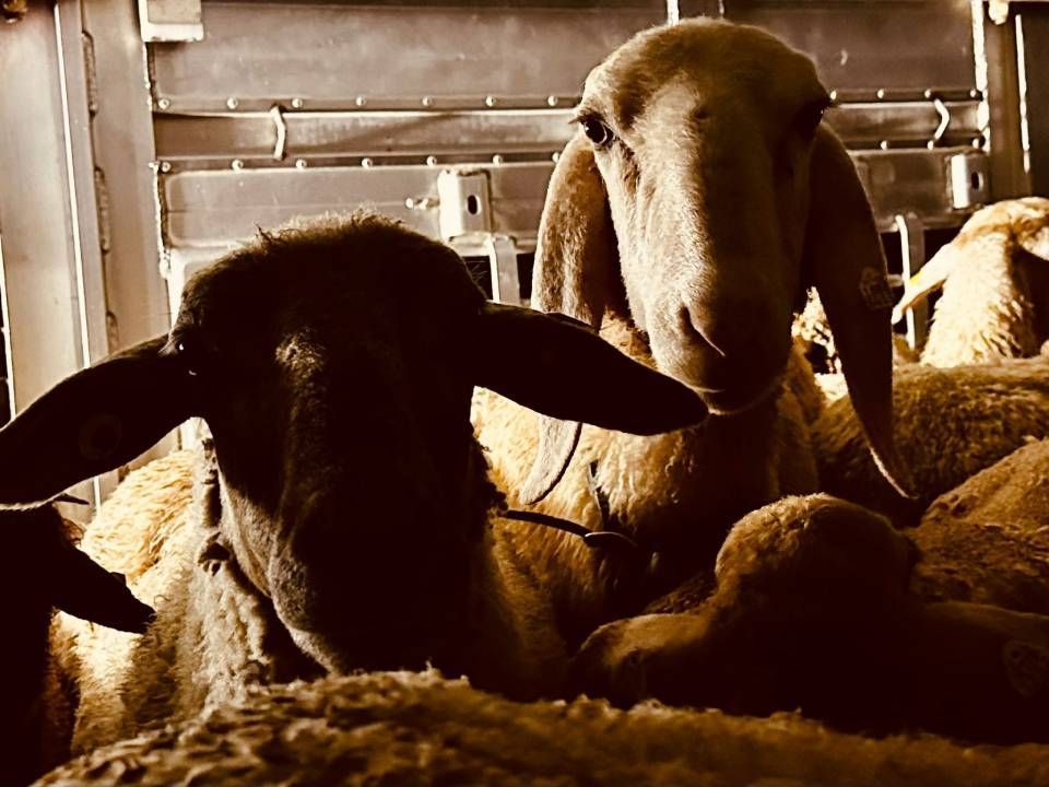 Eine Herde Schafe liegt in einem Wagen. Foto von der Rösch Tiertransporte GmbH